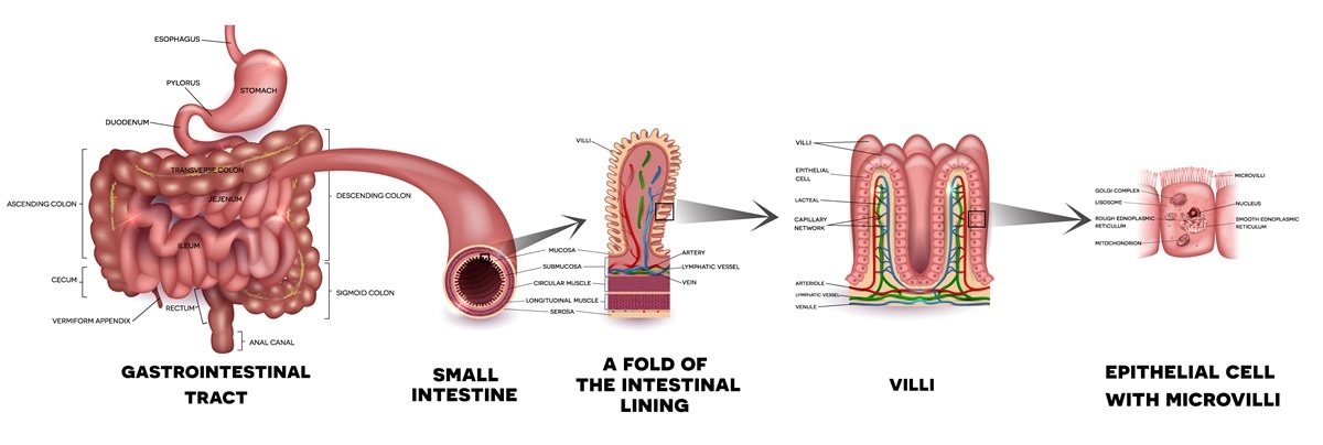 Nutrient absorption in the villi