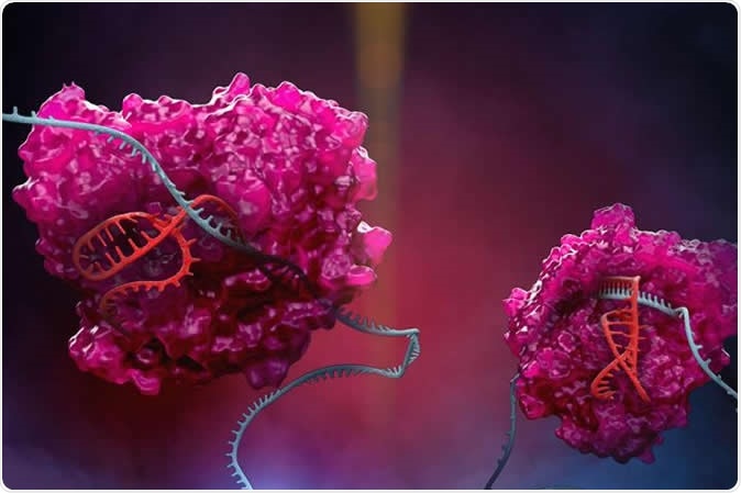 The CRISPR family enzyme Cas13 at work. Cas13 (pink), is at the heart of the RESCUE platform, where it uses a special guide (red) to target RNAs in the cell (blue). Image Credit: Stephen Dixon / Shutterstock