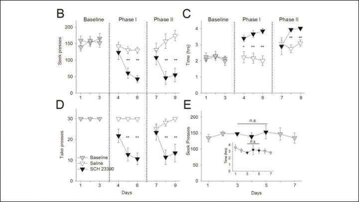 Blocking dopamine reduces drug seeking and taking behavior