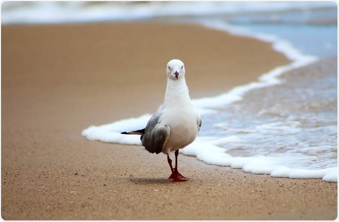 Australian seagulls carry superbugs