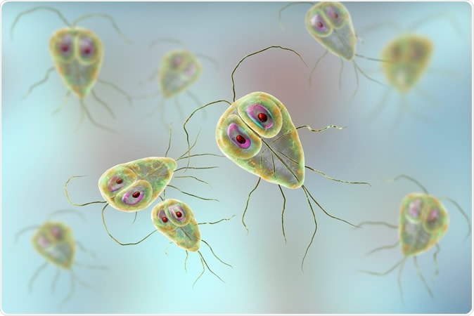 how does giardia get into water)