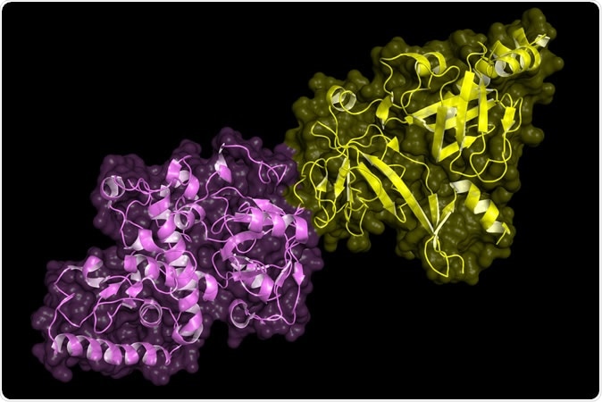 BRCA2 (breast cancer susceptibility gene 2) tumor suppressor bound to DSS1. BRCA2 mutations are implicated in hereditary breast, ovarian and prostate cancer. - Illustration Credit: Petarg / Shutterstock