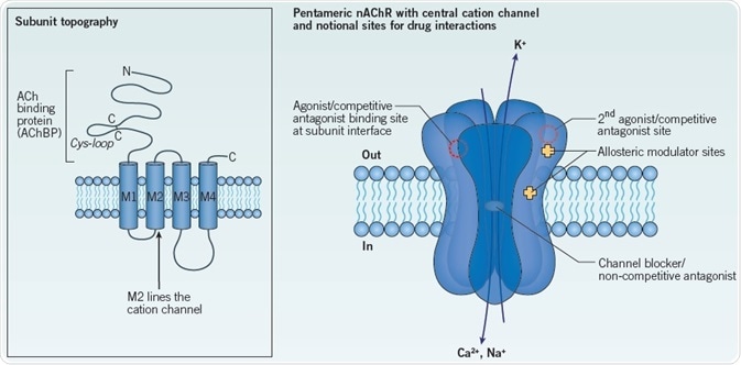 What Binds to Nicotinic Receptors?