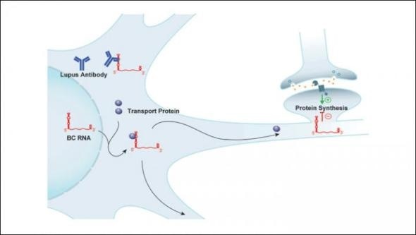 Antibody target implicated in neuropsychiatric symptoms of lupus discovered