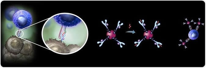 A new super-stable form of the MHC tetramer reagents, developed by Danish and German researchers, opens a range of new possibilities for improved monitoring and tracking disease relevant T cells in development of personalized cancer immunotherapies. Image Credit: DTU