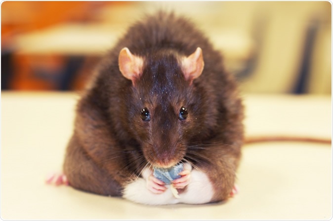 The research with rats provides some insight into the mechanism(s) underlying altered taste perception in humans with obesity. Image Credit: Stester / Shutterstock