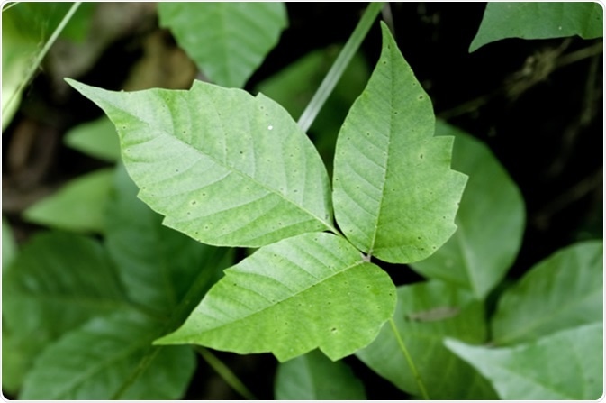 Preventing Treating Skin After Contact With Poisonous Plants