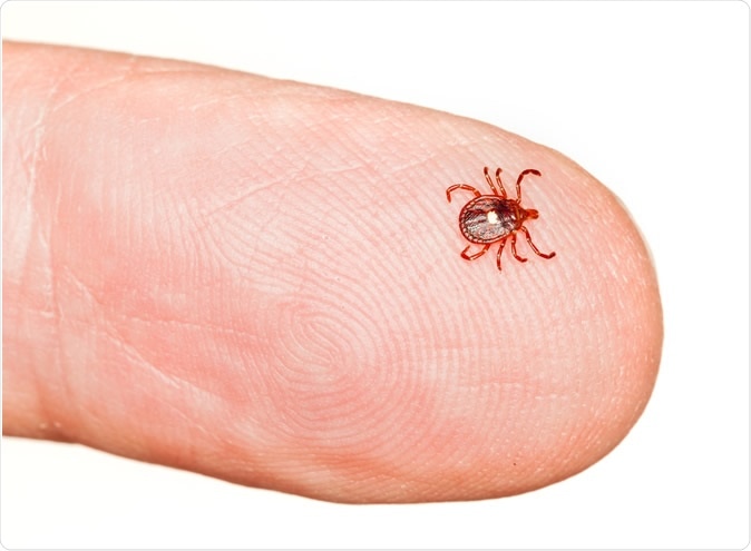 Close up of lone star or seed tick. Image Credit: Steve Heap / Shutterstock