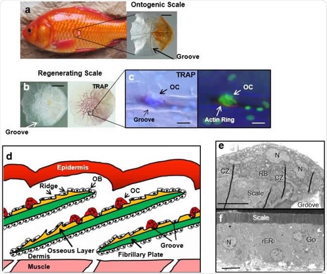 (a) A goldfish and a binocular view of an ontogenic scale. Grooves radiate from the center focus. (b) Binocular views of a regenerating scale on day 14 (left) and the same scale stained for TRAP activity, indicated by the red color along the grooves (right). The grooves formed a mesh-like structure at the center of the goldfish scales. (c) Light microscopic views of the surface on the osseous layer of the regenerating goldfish scales cultured for 86 h at 22°C on the ground. TRAP staining (left) and F-actin staining (right) superimposed with DAPI staining of the nuclei. A TRAP-positive multinucleated osteoclast possessed an actin ring along the groove. (d) Schematic illustration of morphological features of goldfish scales. Fish scales can regenerate following scale removal. On the groove edge of the goldfish scales, a multinucleated osteoclast exhibited a well-developed RB and CZs (e). Active cuboidal osteoblasts (f) are observed at the periphery and on the dermis side of the scale. They represent a highly-developed rER and Go. OB, osteoblast; OC, osteoclast; TRAP, tartrate-resistant acid phosphatase; DAPI, 4