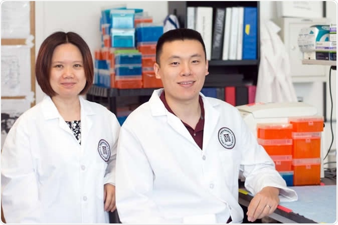 Lead authors Xin M. Luo, associate professor of immunology in the Department of Biomedical Sciences and Pathobiology, and Qinghui Mu, formerly a postdoctoral fellow in the department.