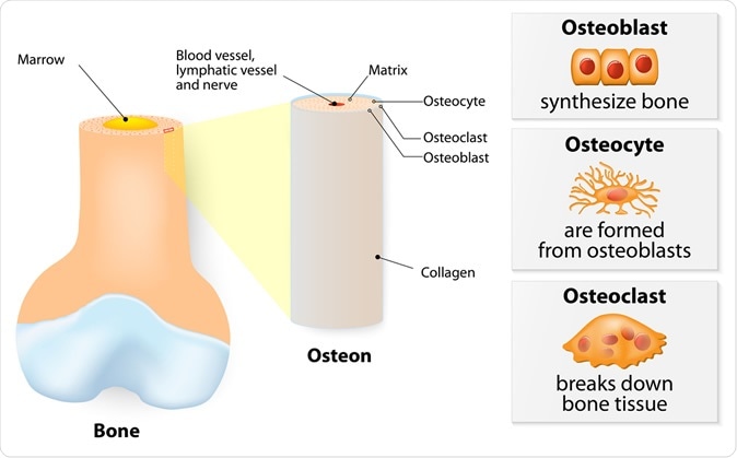 Melatonin promises to help reduce bone loss in space flight