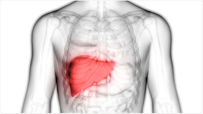 how does your diet affect your liver