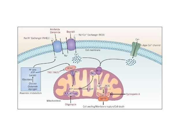 Ischemia Reperfusion Injury Cardiovascular Research