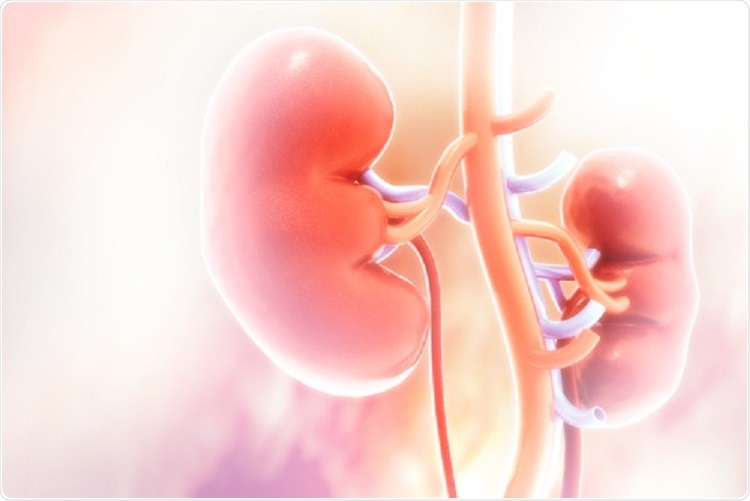 Probiotics for Healthy Kidney Function