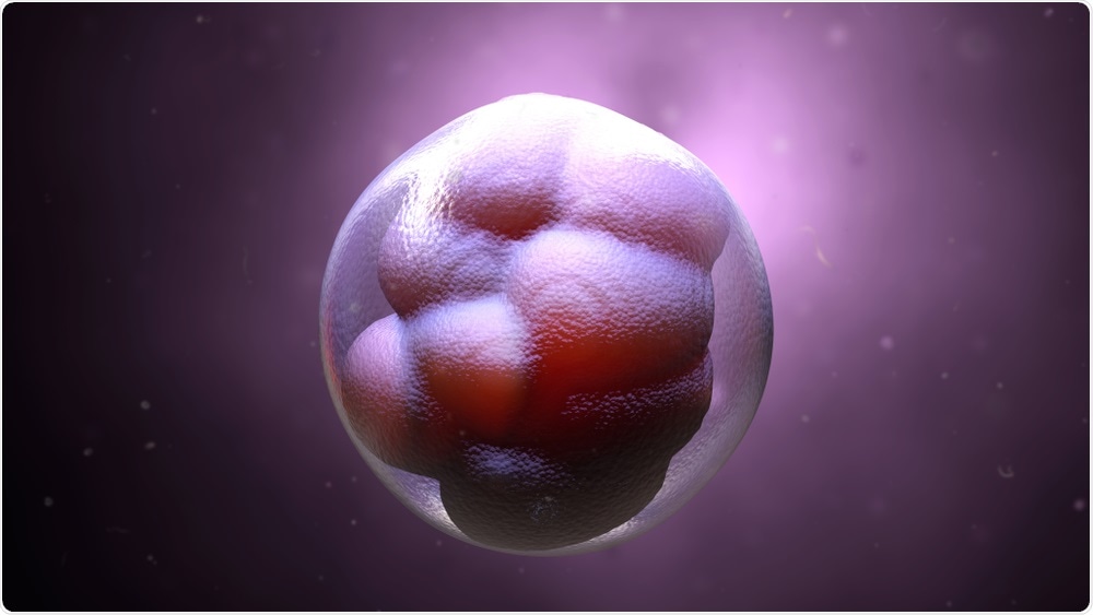 Embryo: Bone marrow cells contribute to pregnancy success in mouse model