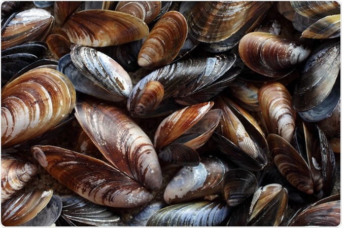 Blue mussel (Mytilus trossulus). Image Credit: Ingrid Maasik / Shutterstock