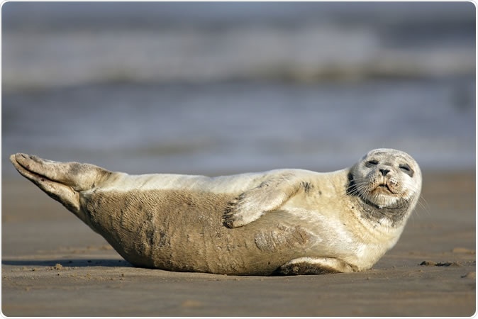 Harbour (Common) Seal (Phoca vitulina) sleeping on the sand, Lincolnshire, England, UK Image Credit: Tony M / Shutterstock