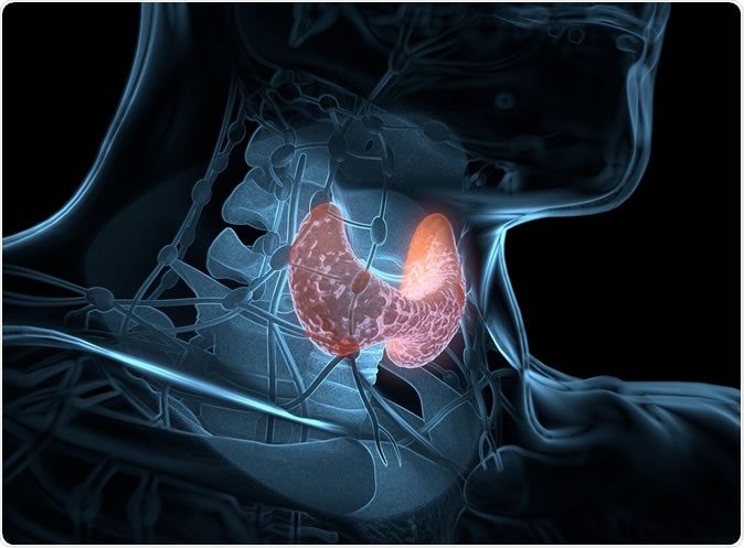 Thyroid gland inside human body. 3D illustration. Credit: Anatomy Insider / Shutterstock