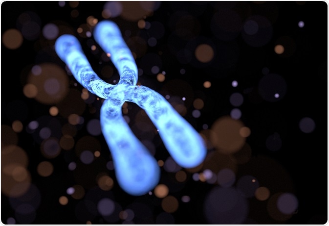 Chromosome illustration