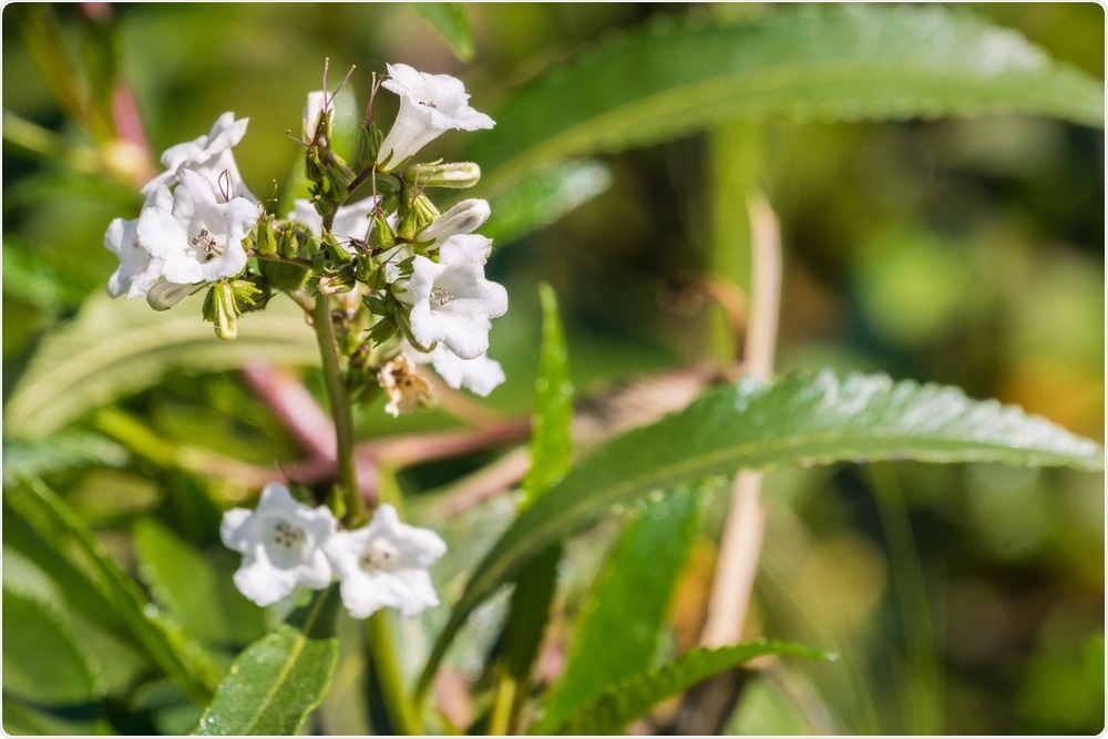 Yerba santa plant