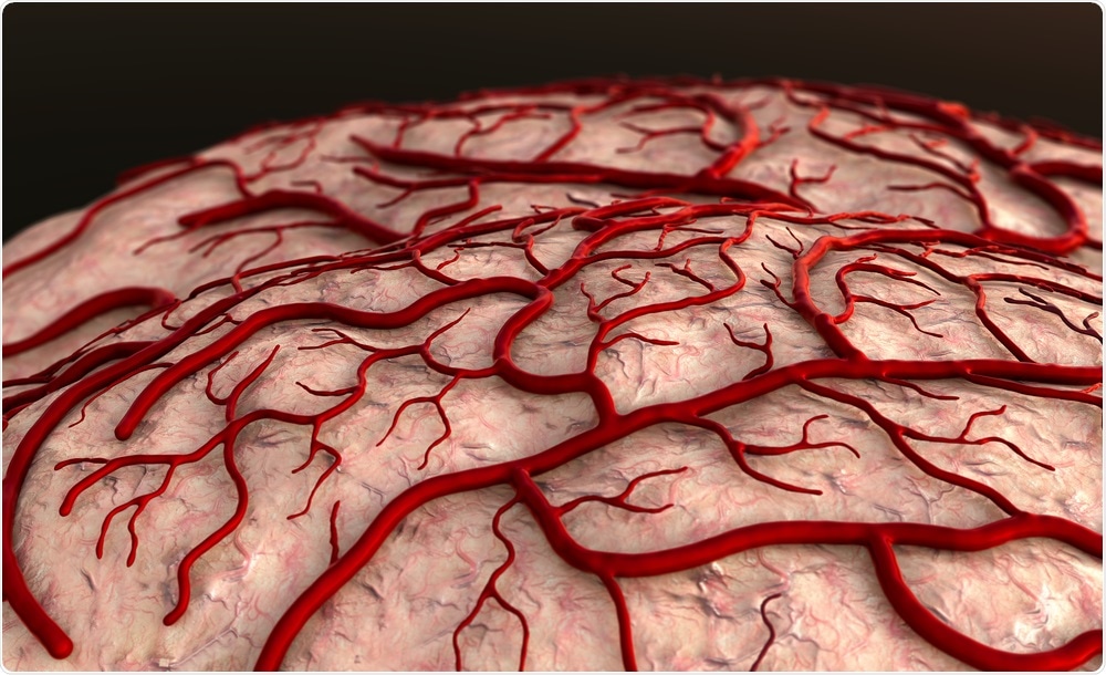 Blood vessels in brain