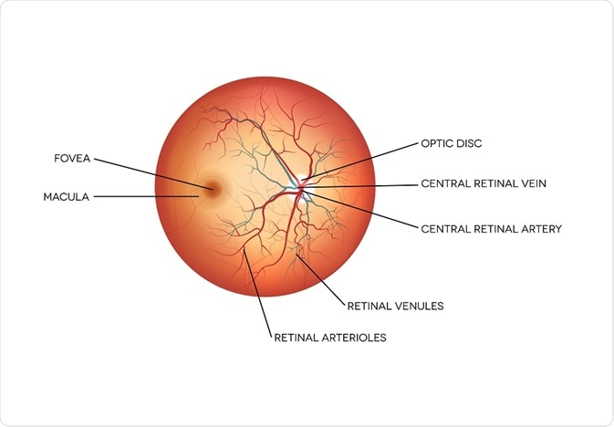 Diagram of the eye, showing the optic disk