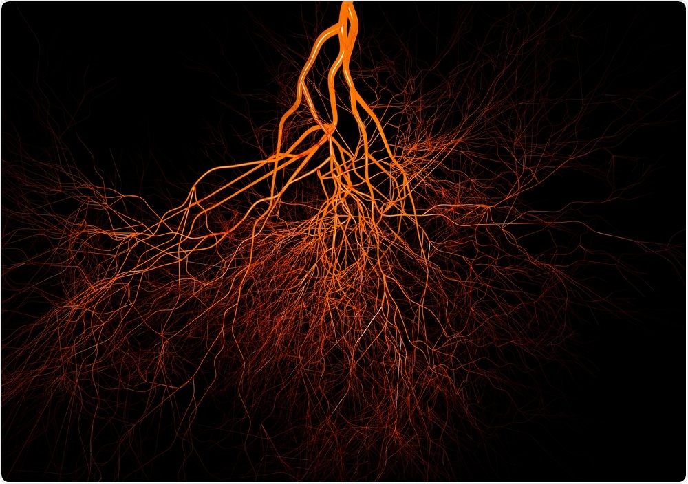 Scientists have grown blood vessels in the lab