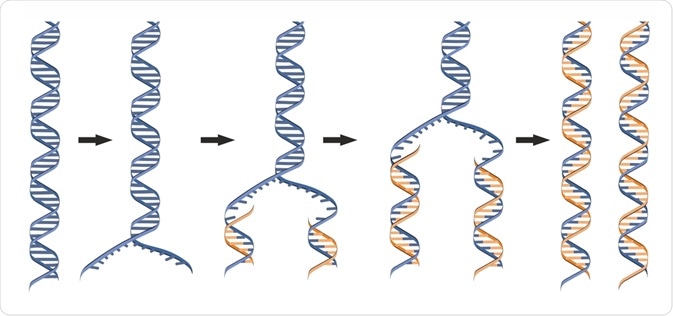 Dna replication research paper