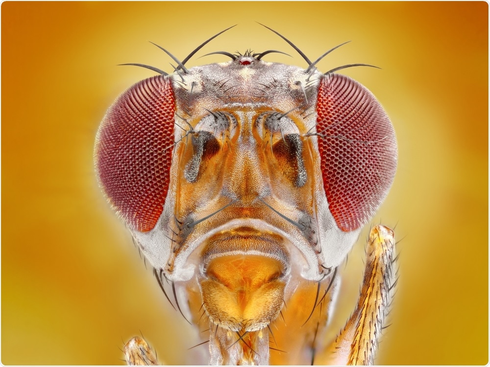 The Drosophila fruit fly is a particularly useful animal model and has become the main invertebrate used in developmental genetics studies.