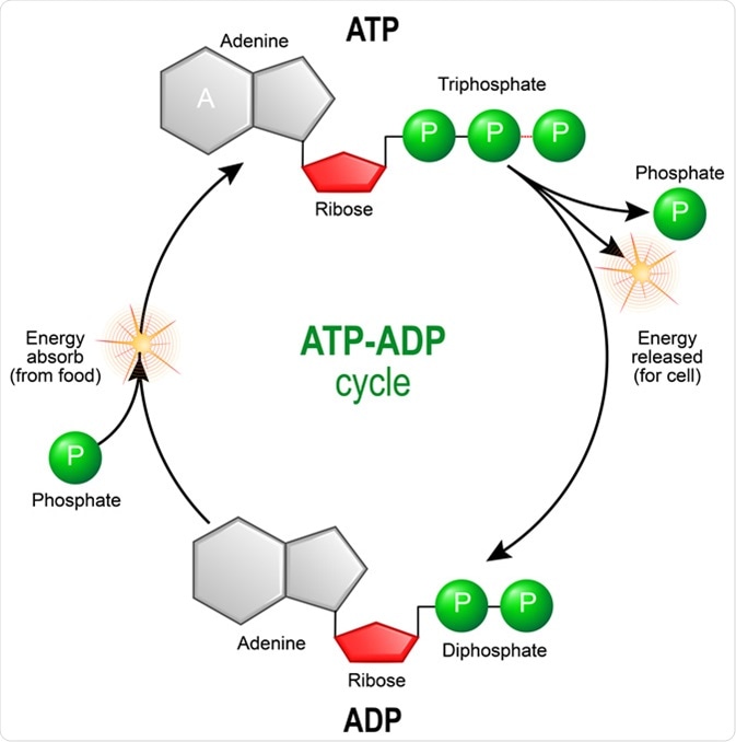 ATP ADP cycle. Adenosine triphosphate (ATP) is a organic chemical that provides energy for cell. intracellular energy transfer. Adenosine diphosphate (ADP) is organic compound for metabolism in cell. Illustration Credit: Designua / Shutterstock