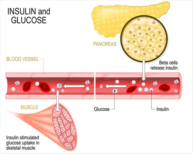 Insulin and glucose. Beta-cells (in the pancreas) release insulin in the blood vessel. Insulin stimulates the absorption of glucose in skeletal muscle. Closeup of pancreas and islets of Langerhans. Image Credit: Designua / Shutterstock
