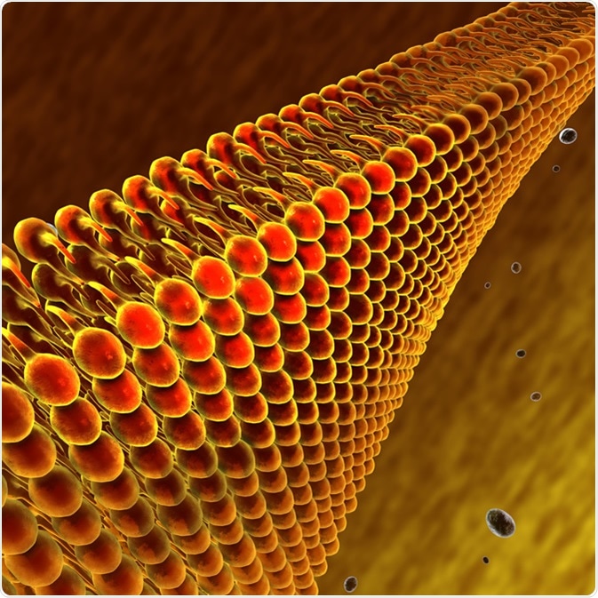 Lipids and fats illustration. Credit: Naeblys / Shutterstock Lipids and fats illustration. Credit: Naeblys / Shutterstock