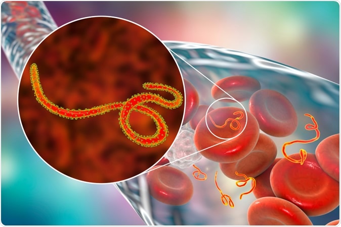 Ebola viruses in blood of a patient with Ebola hemorrhagic fever, 3D illustration - Illustration Credit: Designua / Shutterstock