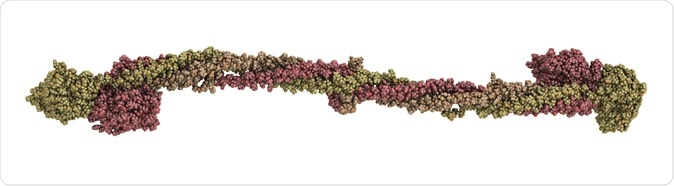 Human fibrinogen blood clot (factor I) protein, chemical structure. Fibrinogen is a soluble plasma enzyme that is converted to fibrin by thrombin. Image Credit: molekuul_be / Shutterstock Human fibrinogen blood clot (factor I) protein, chemical structure. Fibrinogen is a soluble plasma enzyme that is converted to fibrin by thrombin. Image Credit: molekuul_be / Shutterstock