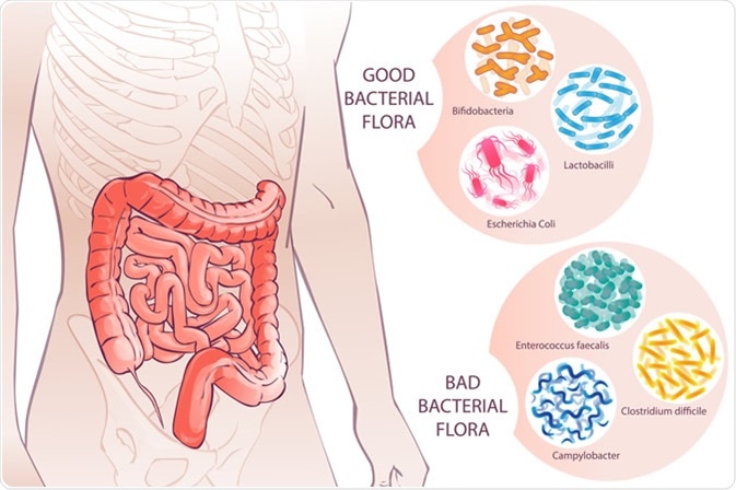 Bacterial Flora. Image Credit: first vector trend / Shutterstock