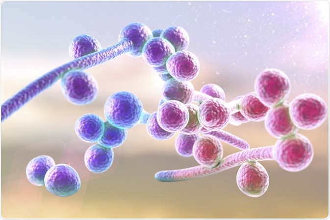 Illustrazione 3D di funghi Candida albicans che causano la candidosi - Illustrazione Credit: Kateryna Kon / Shutterstock