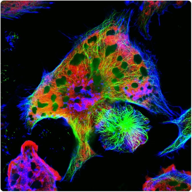 Neuroblastoma cells: nuclei are stained in red, microfilaments are in green and in blue. Image Credit: Vshivkova / Shutterstock