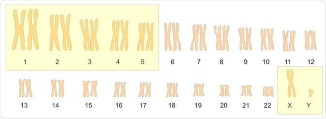 In humans, each cell normally contains 22 pairs of autosomes and one pair of sex chromosomes, X and Y, in male. - Illustration Credit: Soleil Nordic / Shutterstock