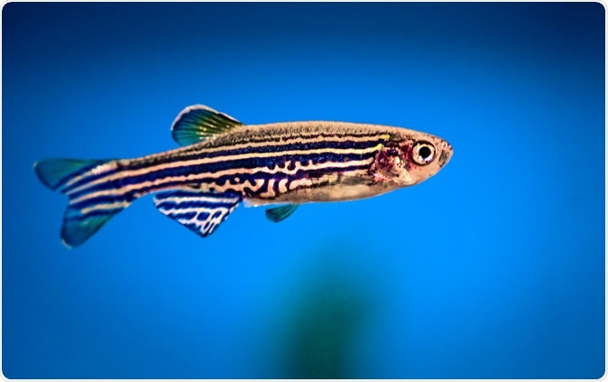 The zebrafish is a special animal to biologists because its body is transparent.Image Credit: Peter Verreussel / Shutterstock The zebrafish is a special animal to biologists because its body is transparent.Image Credit: Peter Verreussel / Shutterstock