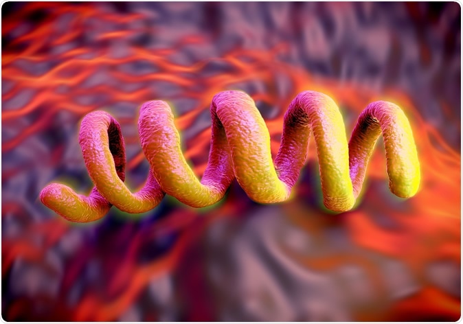 Treponema pallidum Syphilis bacterium, the bacterium responsible for the dangerous sexually transmitted infection syphilis. Image Credit: royaltystockphoto.com / Shutterstock