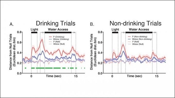 Neural activity is blunted in rats with family history of alcohol abuse