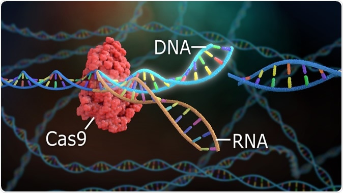 3D Rendering Crispr DNA Editing. Image Credit: Nathan Devery / Shutterstock