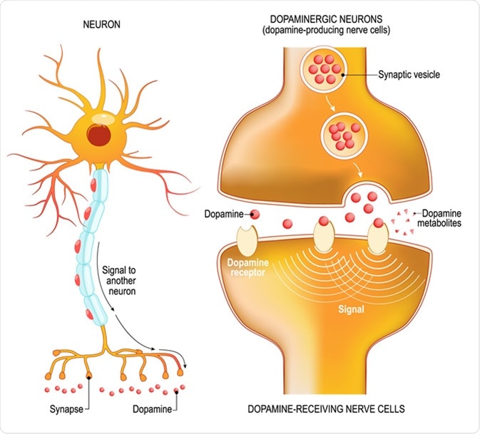 Dopamine. Closeup presynaptic axon terminal, synaptic cleft, and dopamine-receiving nerve and dopamine-producing cells. Labeled diagram. Illustration Credit: Designua / Shutterstock