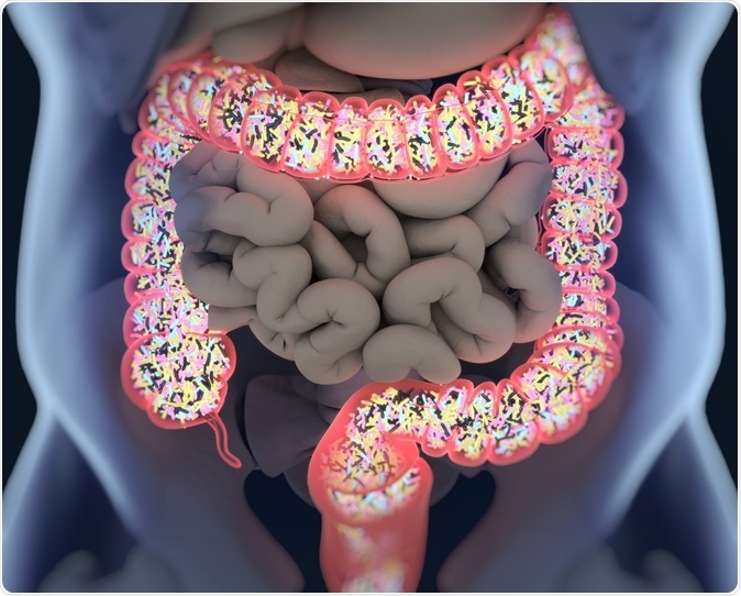 Gut bacteria, microbiome. Bacteria inside the large intestine, concept, representation. 3D illustration. Credit: Anatomy Insider / Shutterstock
