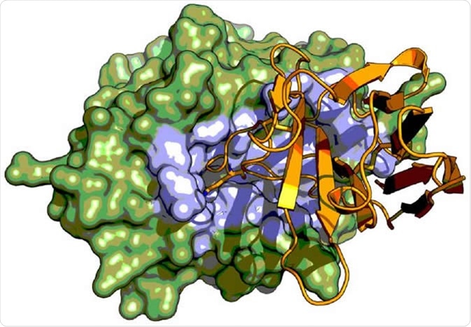 X-ray crystal structure serine protease urokinase-type plasminogen activator (green) in complex with a Camelid antibody fragment (orange). The Camelid antibody fragment display an unusual inhibitory mechanism by binding to the active site region (highlighted in blue) of the serine protease where it mimics the binding of substrate. Image Credit: Tobias-Kromann-Hansen