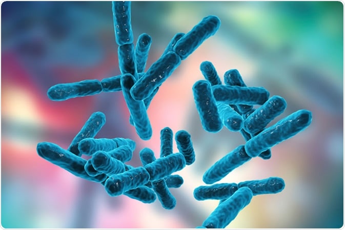 Bacteria Bifidobacterium, gram-positive anaerobic rod-shaped bacteria which are part of normal flora of human intestine are used as probiotics and in yoghurt production. Illustration Credit: Kateryna Kon / Shutterstock