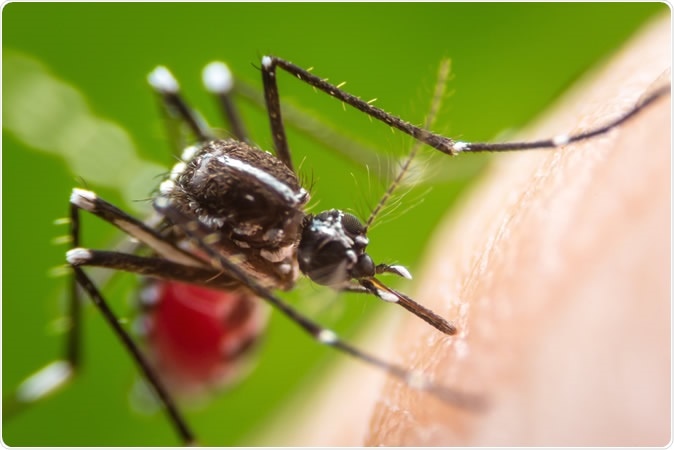 Aedes aegypti mosquito on human skin. Image Credit: Khlungcenter / Shutterstock