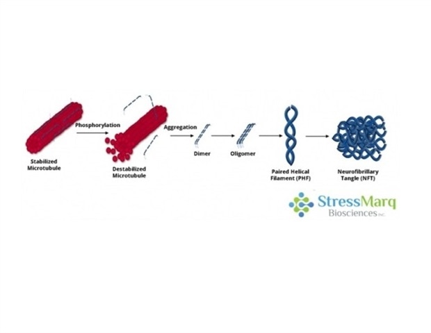 A Comparison Between the Tau Hypothesis and the Amyloid Hypothesis