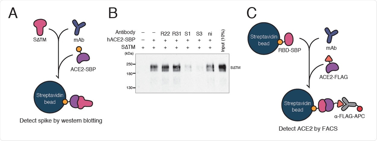 production of six monoclonal antibodies