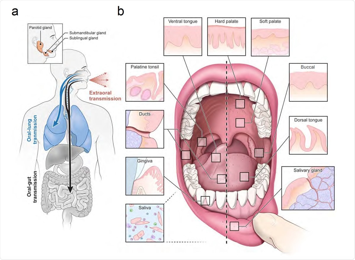 Mouth may be primary route of SARSCoV2 infection and transmission